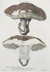 Tubiporus esculentus, planche 168 de 